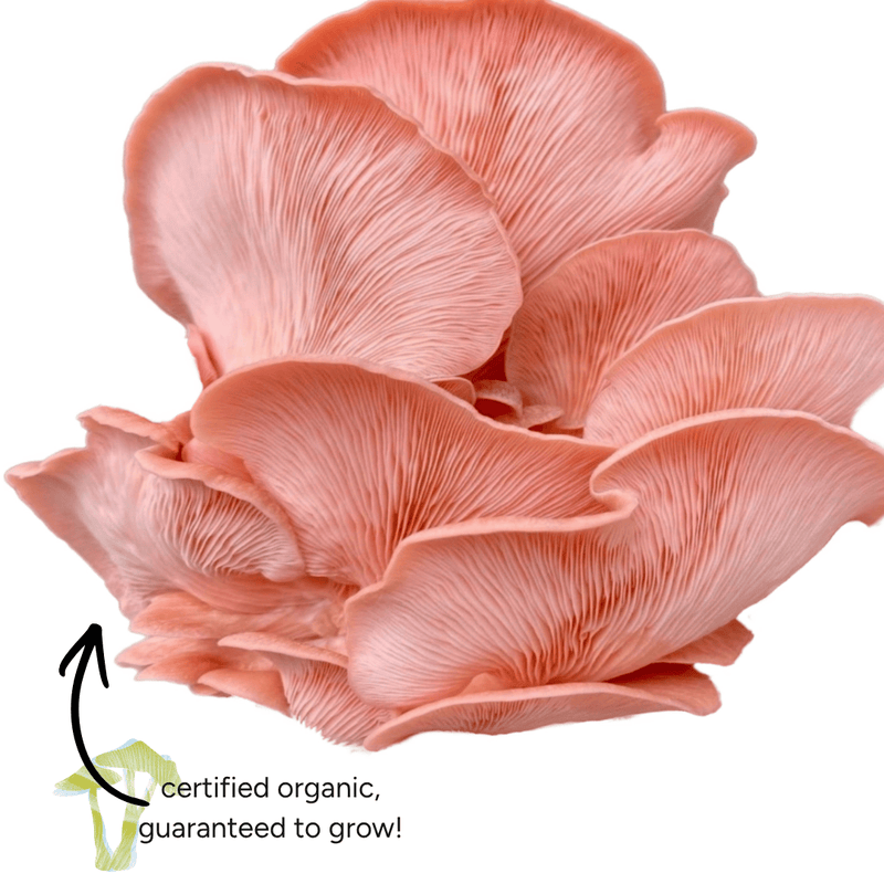 Spray & Grow Kit Organic Educator Spray and Grow Mushroom Kit (Pink Oyster)