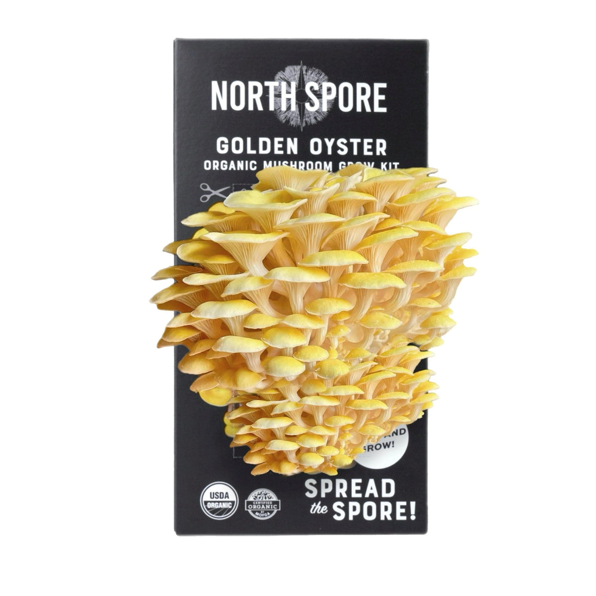 Spray & Grow Kit Organic Golden Oyster ‘Spray & Grow’ Mushroom Growing Kit