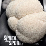 Image thumbnail: Spray & Grow Kit Organic Lion's Mane ‘Spray & Grow’ Mushroom Growing Kit