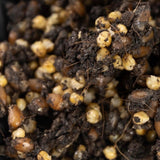 Image thumbnail: Sterile Substrate 4-Pack 'ShroomTek’ Mushroom All-in-One Grow Bag