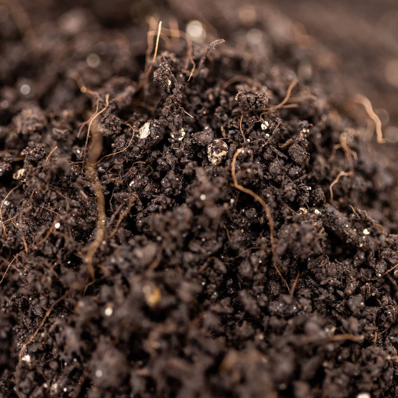 Sterile Substrate HB4 (Home Blend v4) Sterile Mushroom Substrate