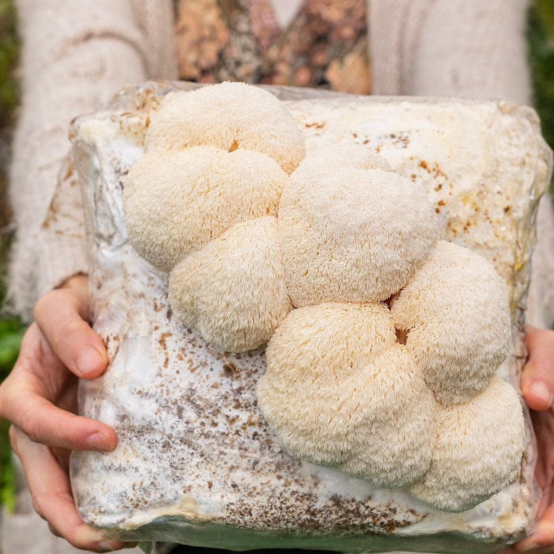 Sterile Substrate 'Mastr Mix' Sterile Mushroom Bulk Substrate