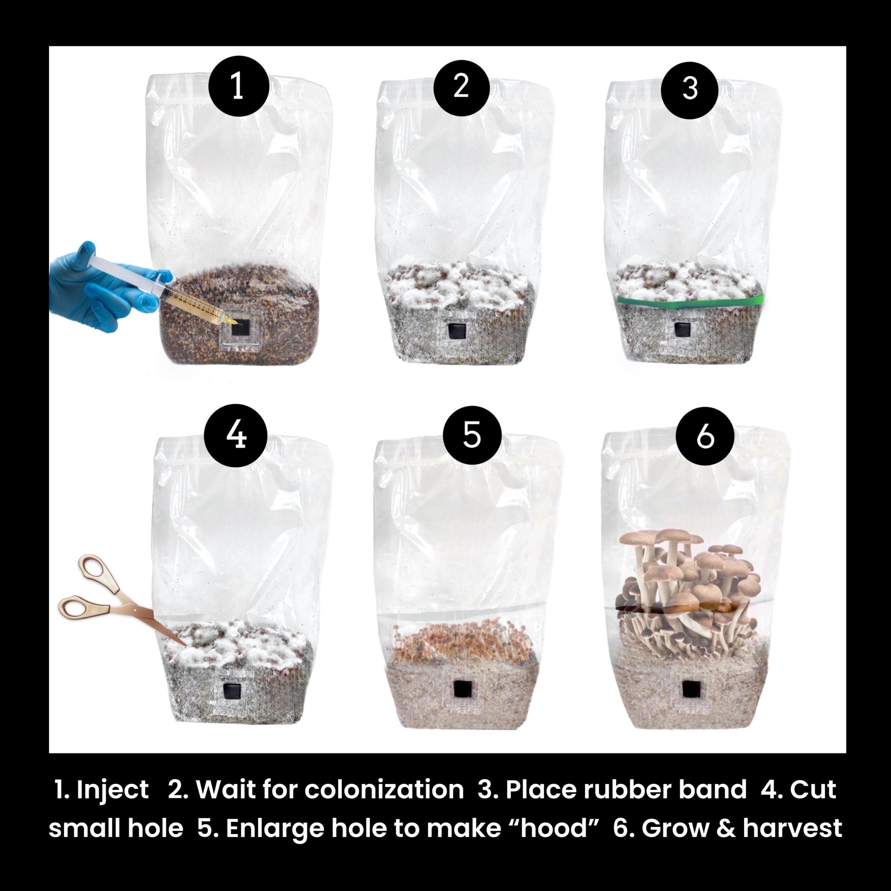 ShroomTek' | Best All-In-One Grow Bag for Mushroom Cultivation