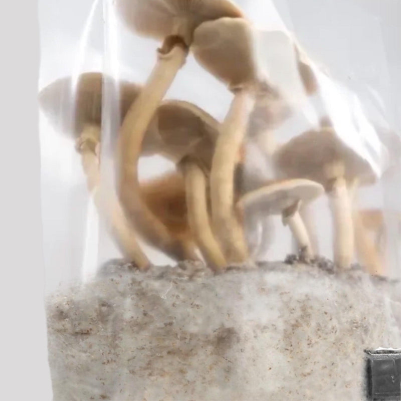 Sterile Substrate 'ShroomTek' All-In-One Mushroom Grow Bag