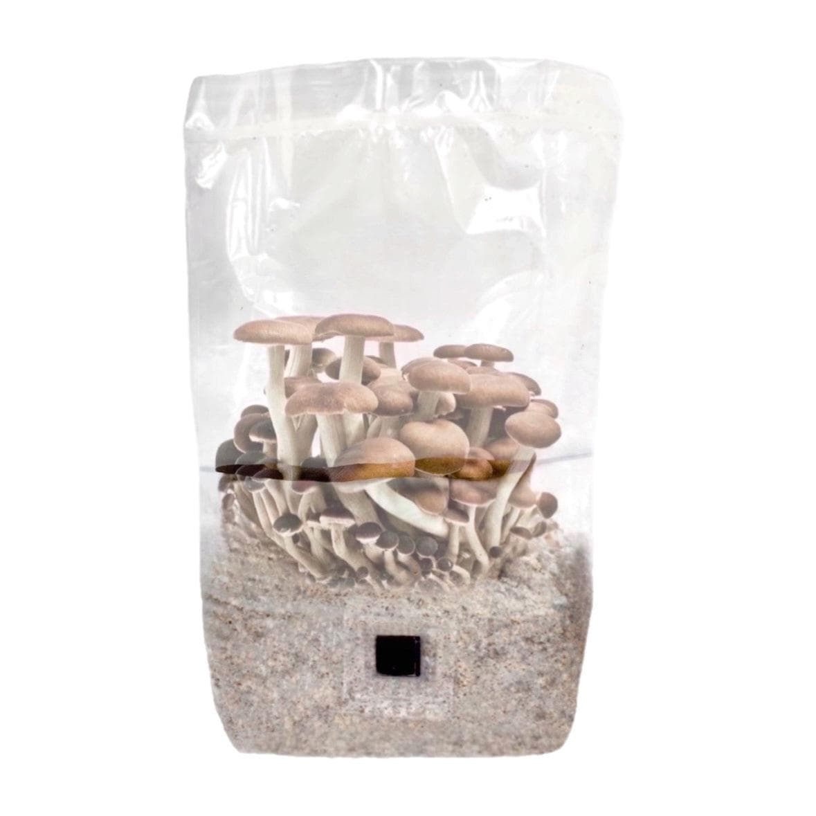 ShroomTek' | Best All-In-One Grow Bag for Mushroom Cultivation