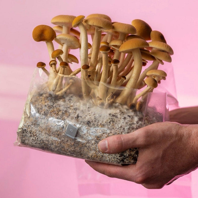 Sterile Substrate 'ShroomTek' + Spore Boostr All-In-One Mushroom Grow Bag