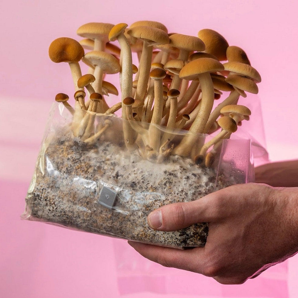 Tommy Bag- Shroomscape