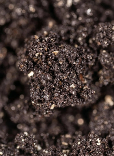 A close-up view of dark, moist soil with small grains and organic matter visible in the texture.