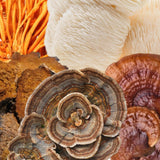 Image thumbnail: Wellness Supplements Functional 5 Mushroom Blend 70% Dark Chocolate Bar