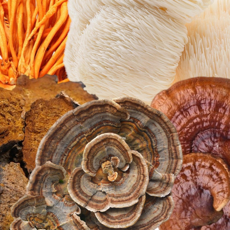 Wellness Supplements Functional 5 Mushroom Blend 70% Dark Chocolate Bar