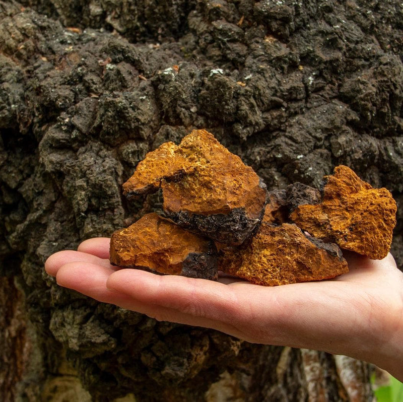 Wellness Supplements Organic Chaga Mushroom Tincture