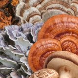 Image thumbnail: Wellness Supplements Organic Immunity Mushroom Blend Tincture