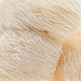Image thumbnail: Wellness Supplements Organic Lion's Mane Mushroom Capsules