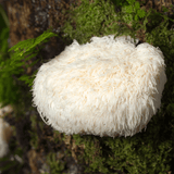 Image thumbnail: Wellness Supplements Organic Lion's Mane Mushroom Tincture