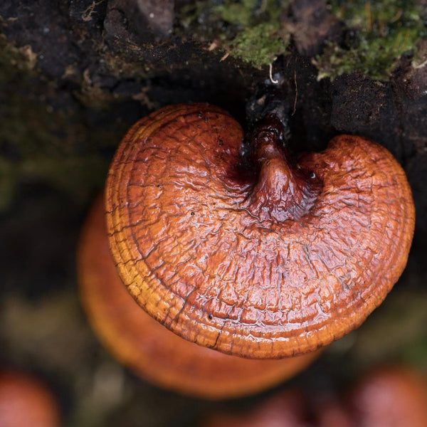 Reishi