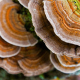 Image thumbnail: Wellness Supplements Organic Turkey Tail Mushroom Tincture