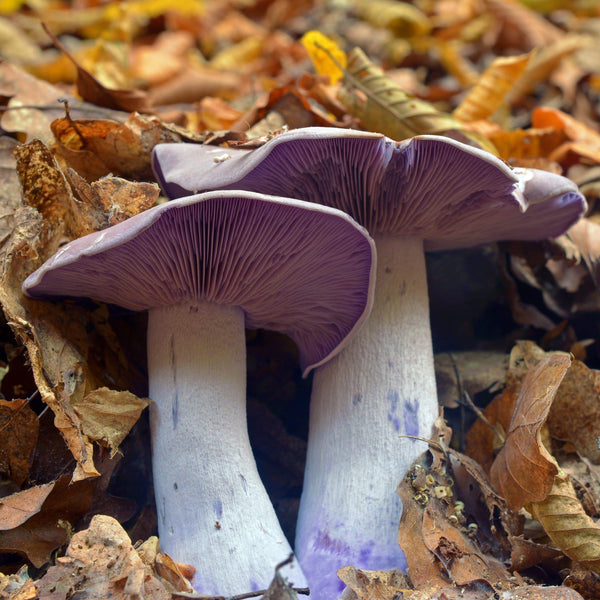 Blewit