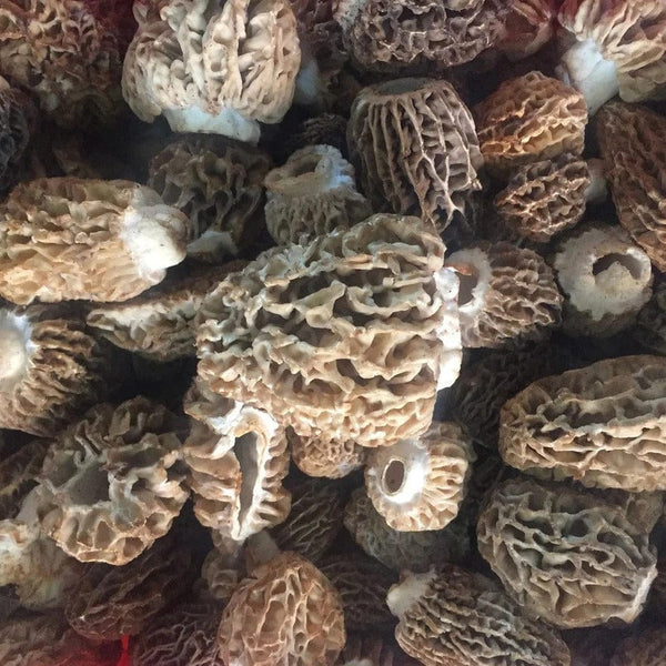 Find, Grow, and Cook Morel Mushrooms