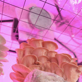 Image thumbnail: Pink oyster mushrooms growing in a BoomRoom martha grow tent