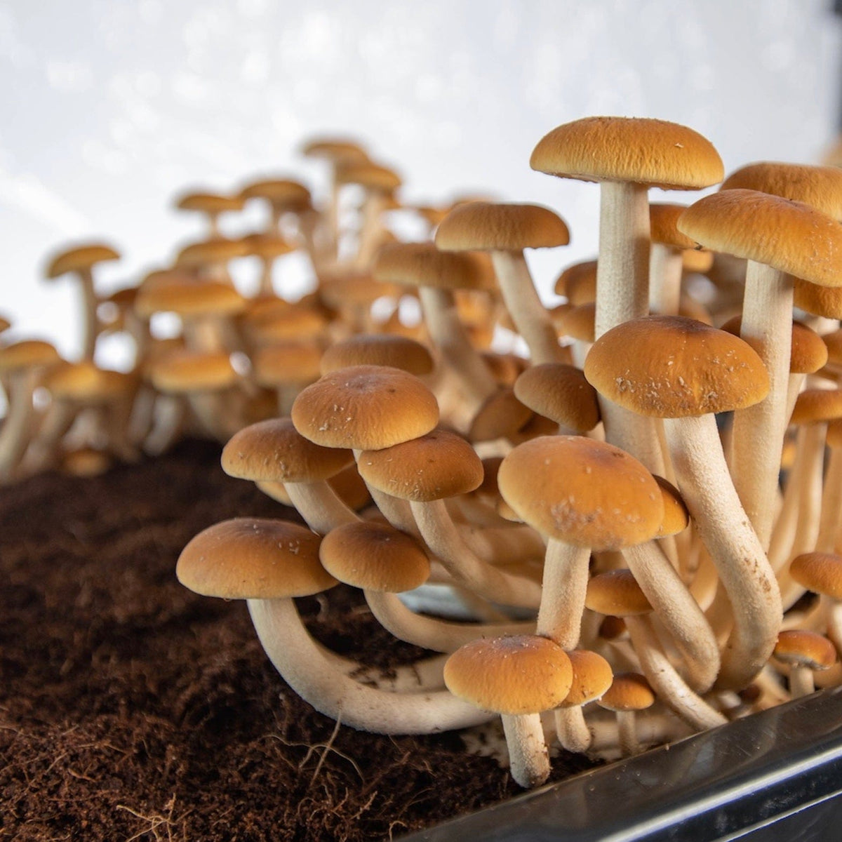 Pioppino mushrooms growing in a monotub