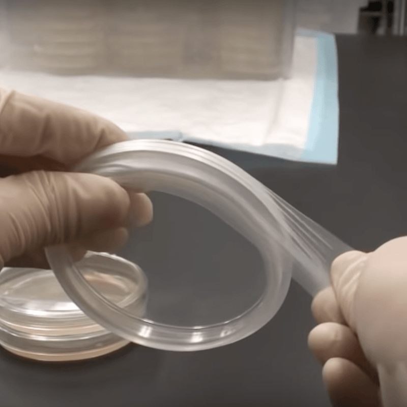 Gloved hands using parafilm to seal a petri dish