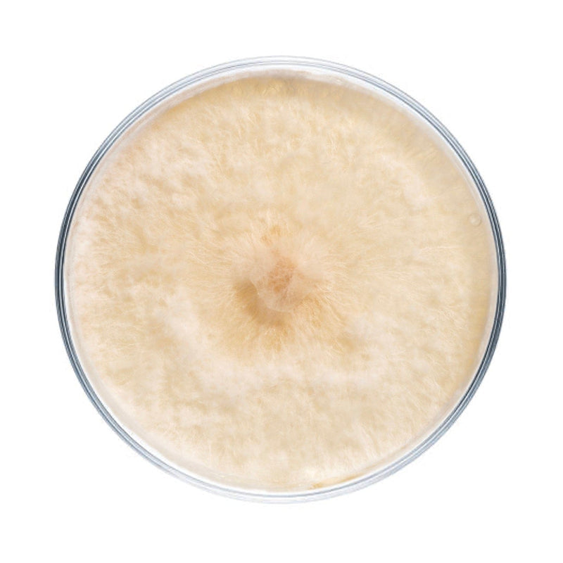 Culture Agaricus Mushroom Agar Plate Culture