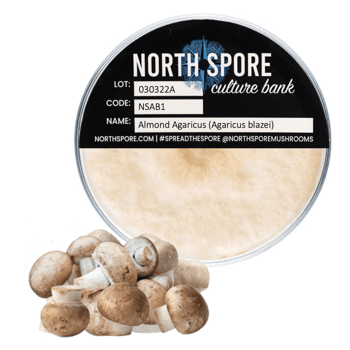 Culture Agaricus Mushroom Plate Culture