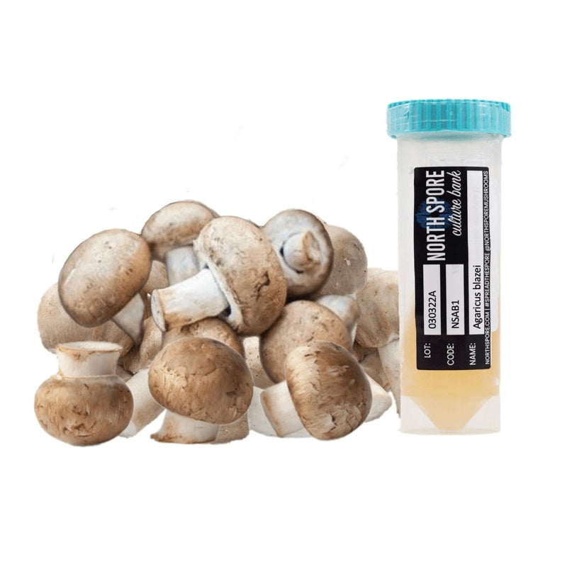 Culture Agaricus Mushroom Slant Culture