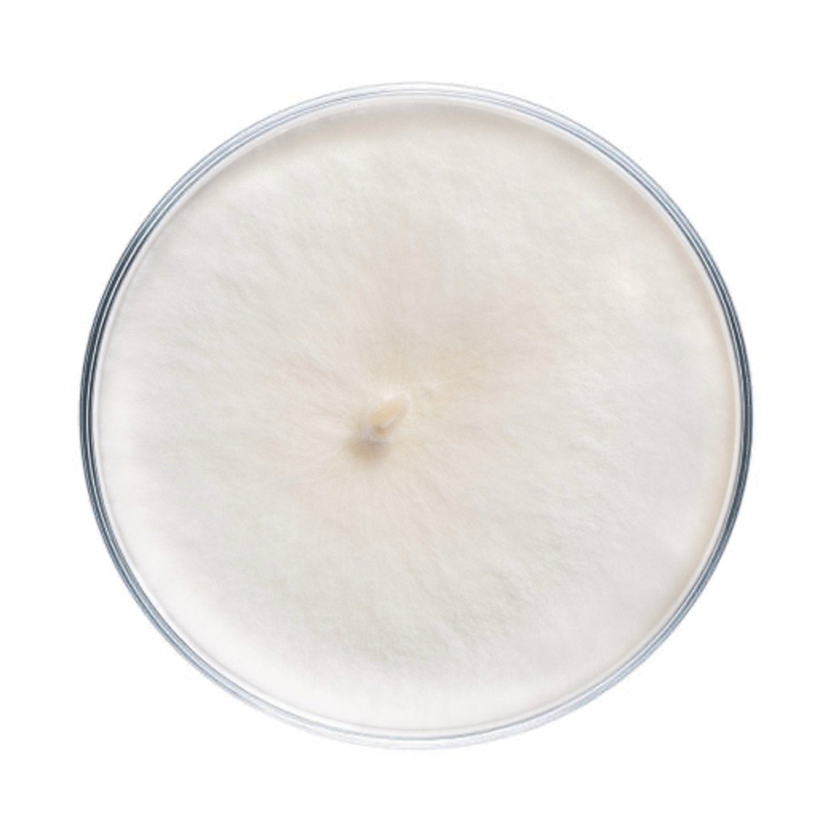 Culture Beech Mushroom Agar Plate Culture