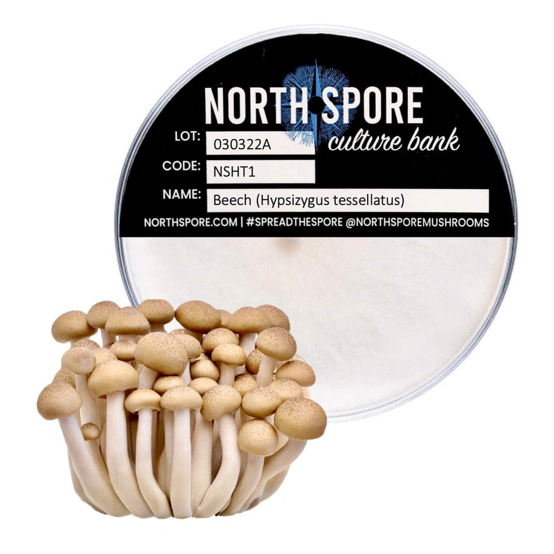 Culture Beech Mushroom Plate Culture