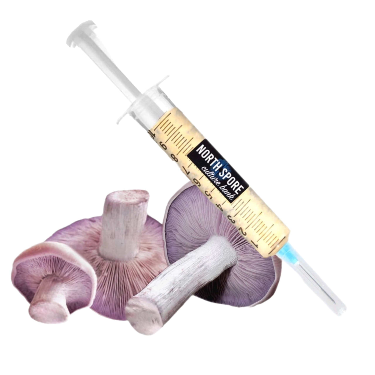 Culture Blewit Mushroom Liquid Culture Syringe