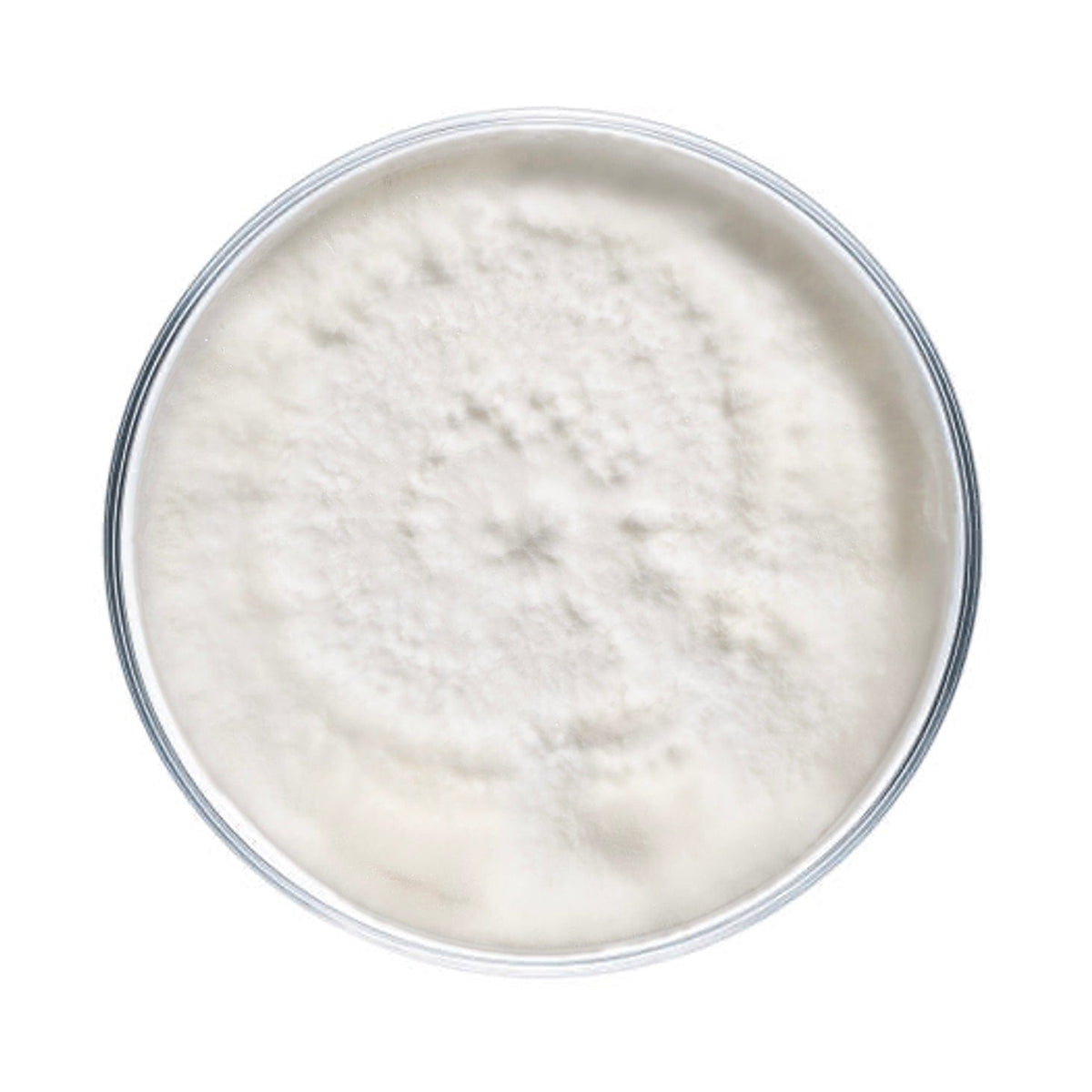 Culture Blue Oyster Mushroom Agar Plate Culture