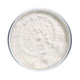 Image thumbnail: Culture Blue Oyster Mushroom Agar Plate Culture