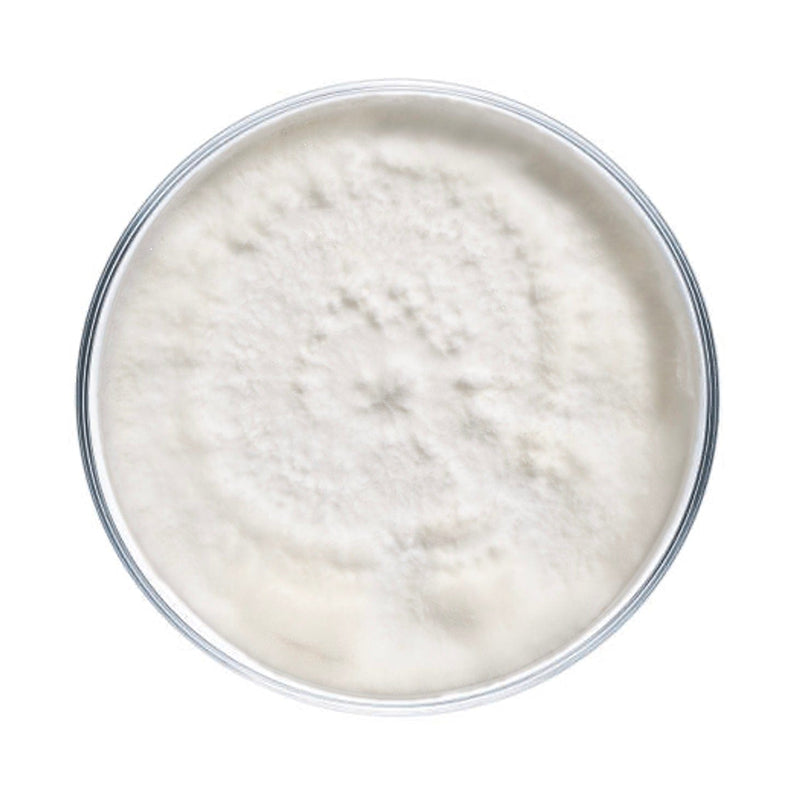 Culture Blue Oyster Mushroom Agar Plate Culture