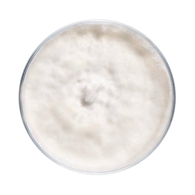 Culture Blue Oyster Mushroom Agar Plate Culture