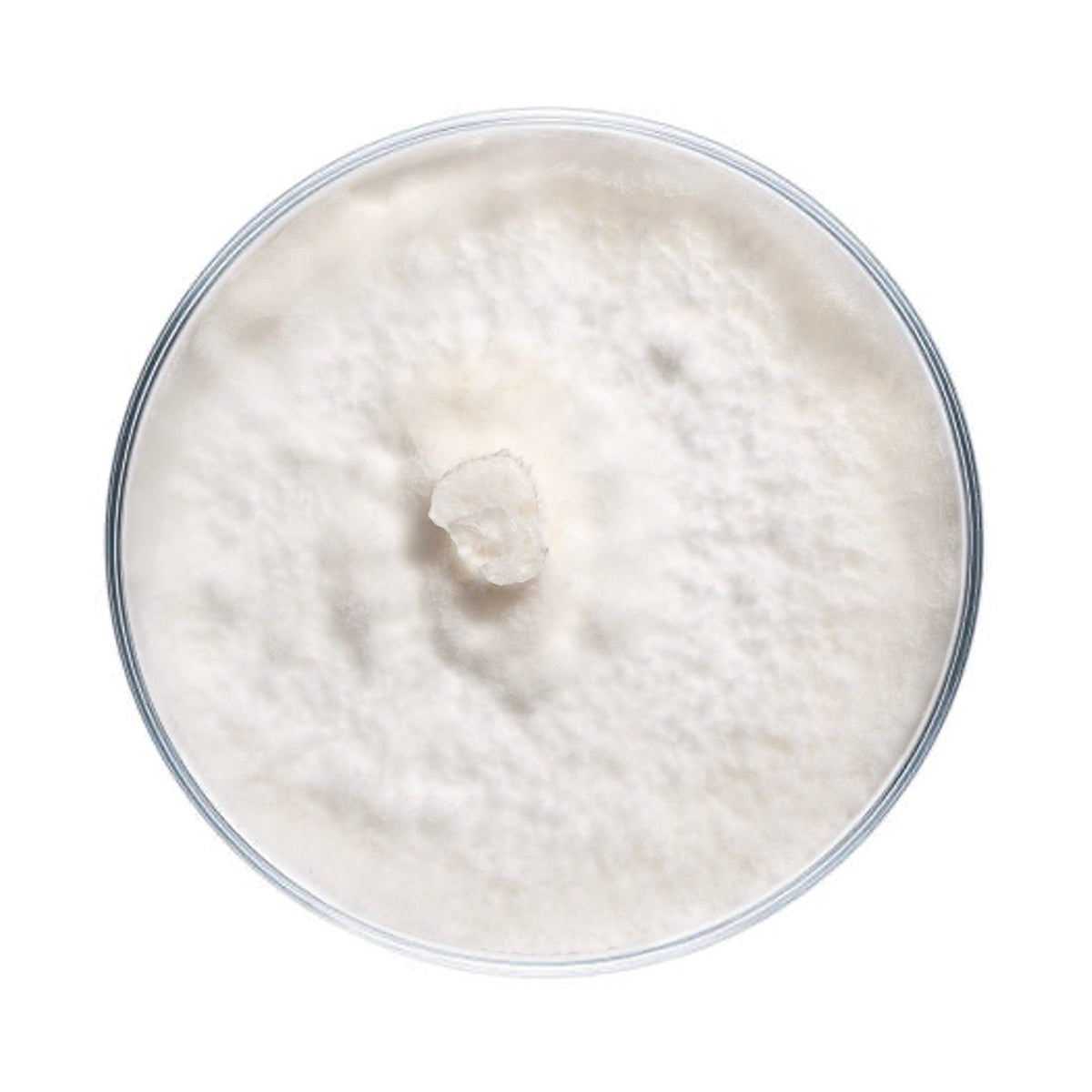 Culture Blue Oyster Mushroom Agar Plate Culture