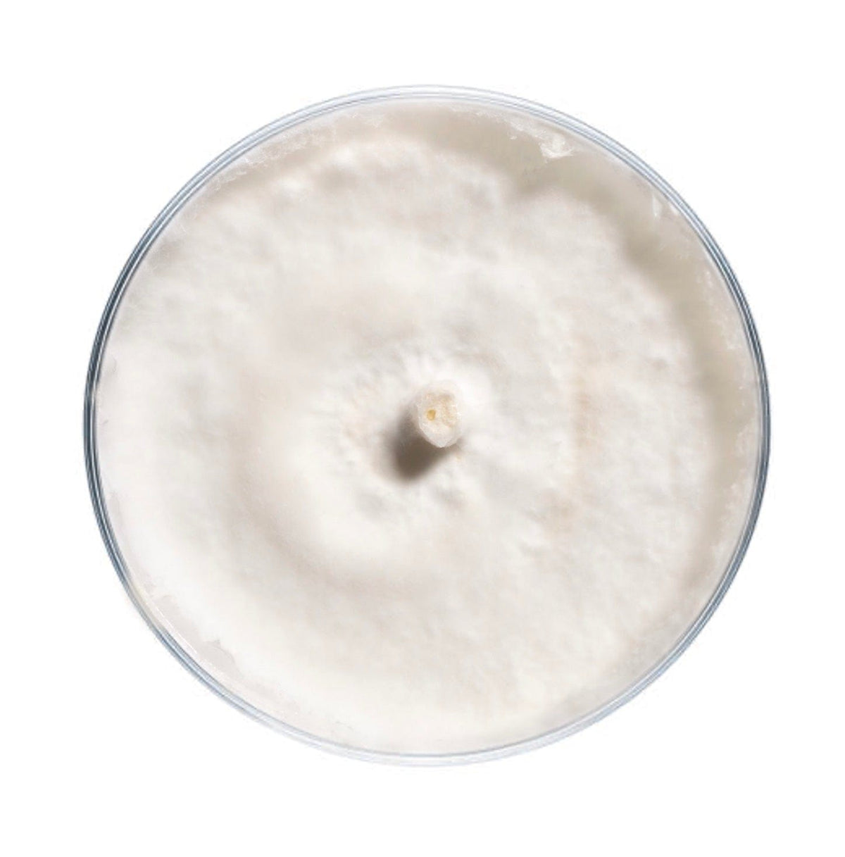 Culture Blue Oyster Mushroom Agar Plate Culture