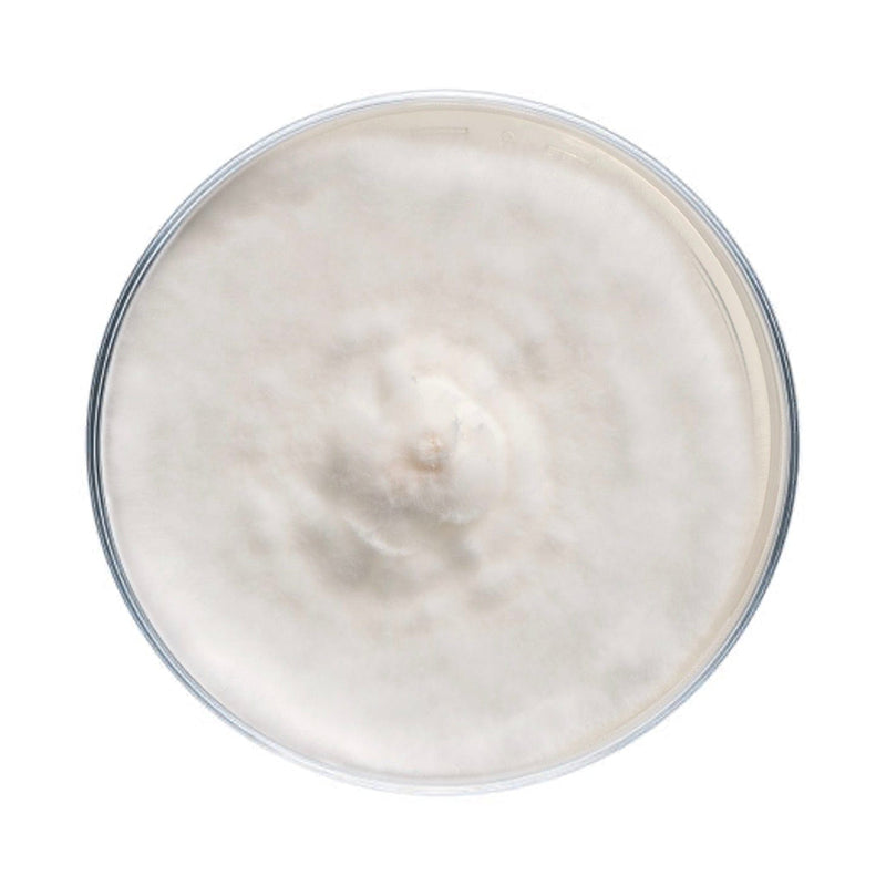 Culture Blue Oyster Mushroom Agar Plate Culture