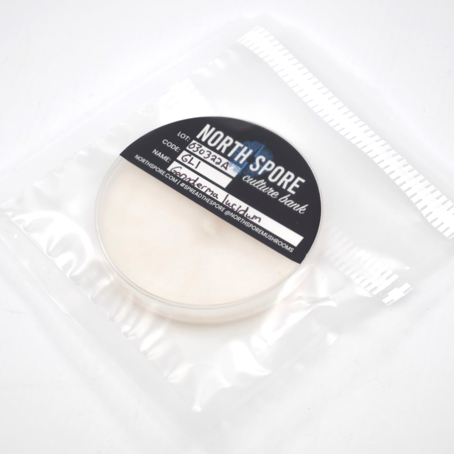 Blue Oyster Mushroom Culture Plates | North Spore