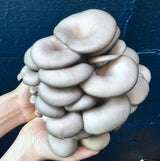 Image thumbnail: Culture Blue Oyster Mushroom Liquid Culture Syringe