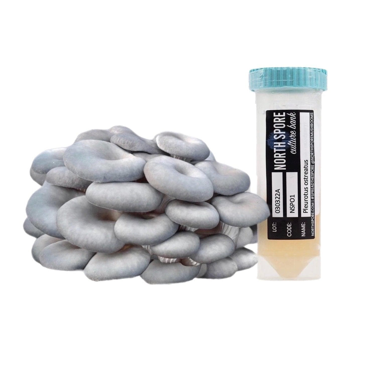 Culture Blue Oyster Mushroom Slant Culture