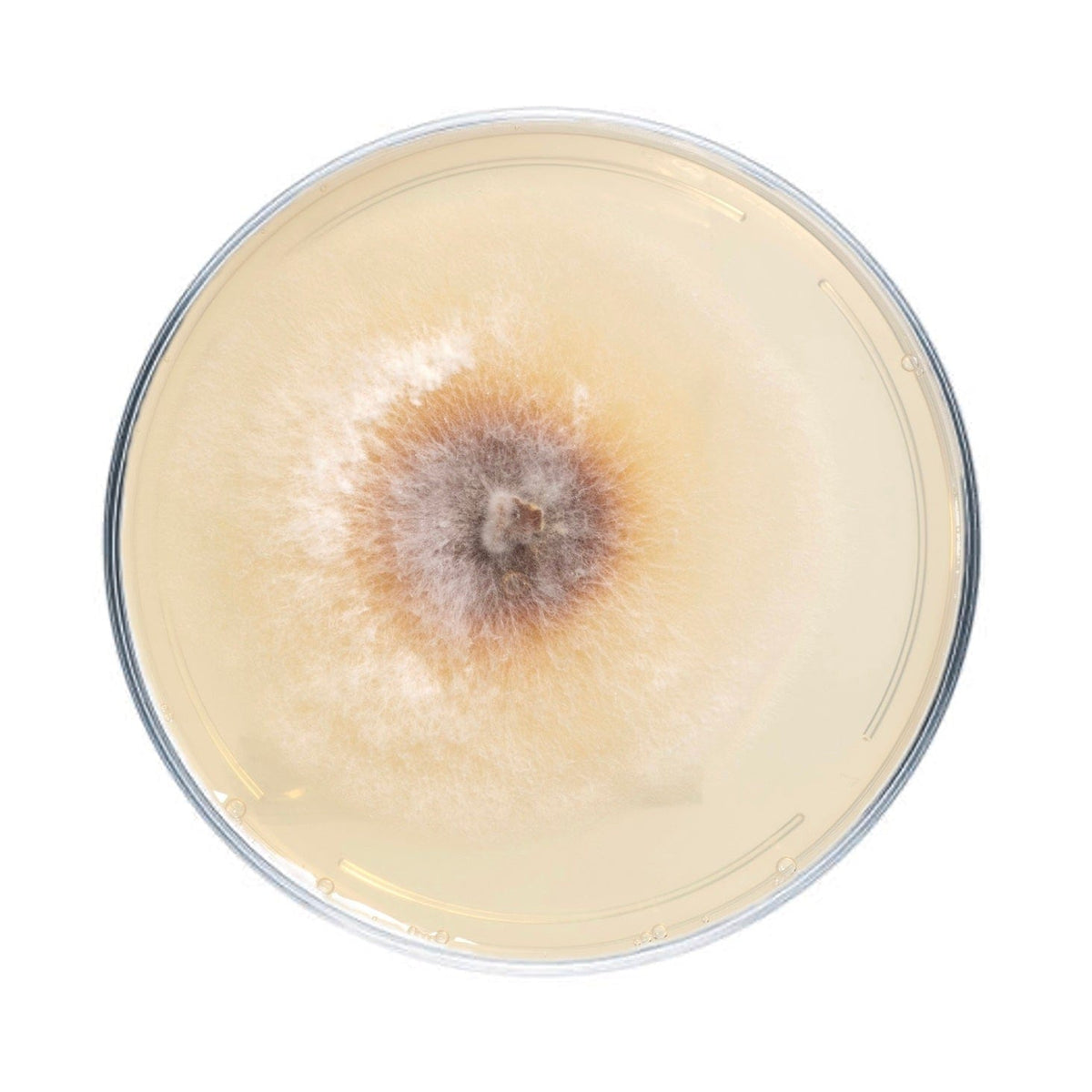 Culture Chaga Mushroom Agar Plate Culture