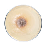 Image thumbnail: Culture Chaga Mushroom Agar Plate Culture