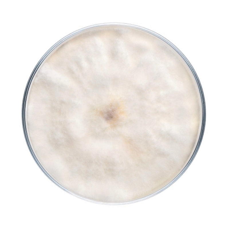 Culture Chestnut Mushroom Agar Plate Culture