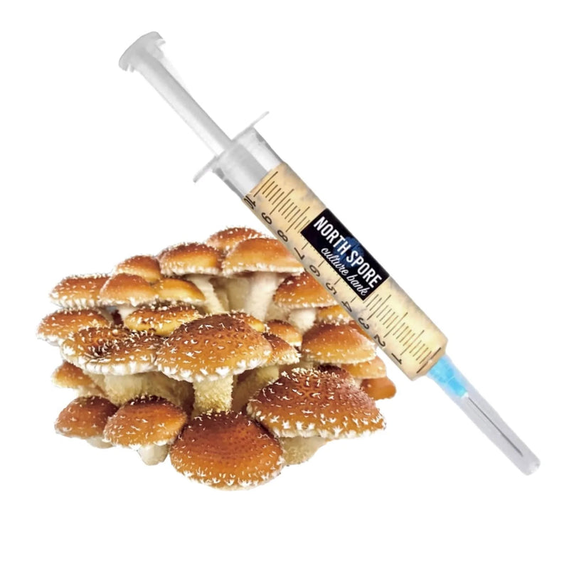 Culture Chestnut Mushroom Liquid Culture Syringe