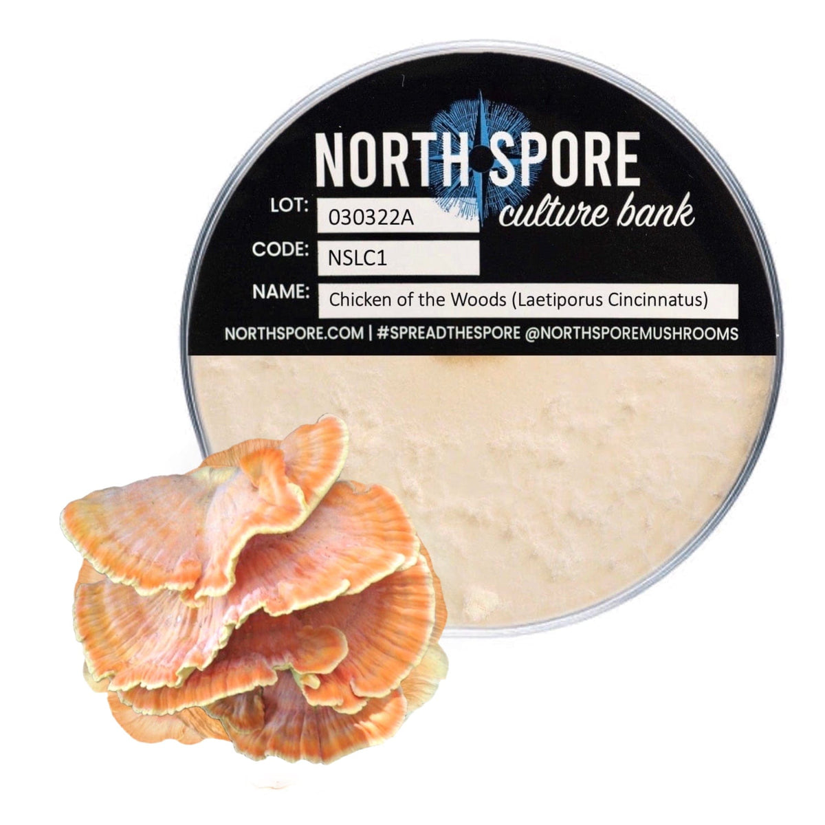 Culture Chicken of the Woods Plate Culture