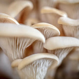 Image thumbnail: Culture Elm Oyster Mushroom Liquid Culture Syringe