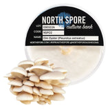 Image thumbnail: Culture Elm Oyster Mushroom Plate Culture