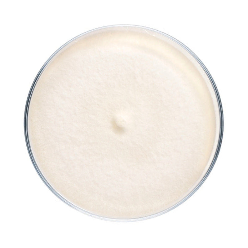 Culture Enoki (Enokitake) Mushroom Agar Plate Culture