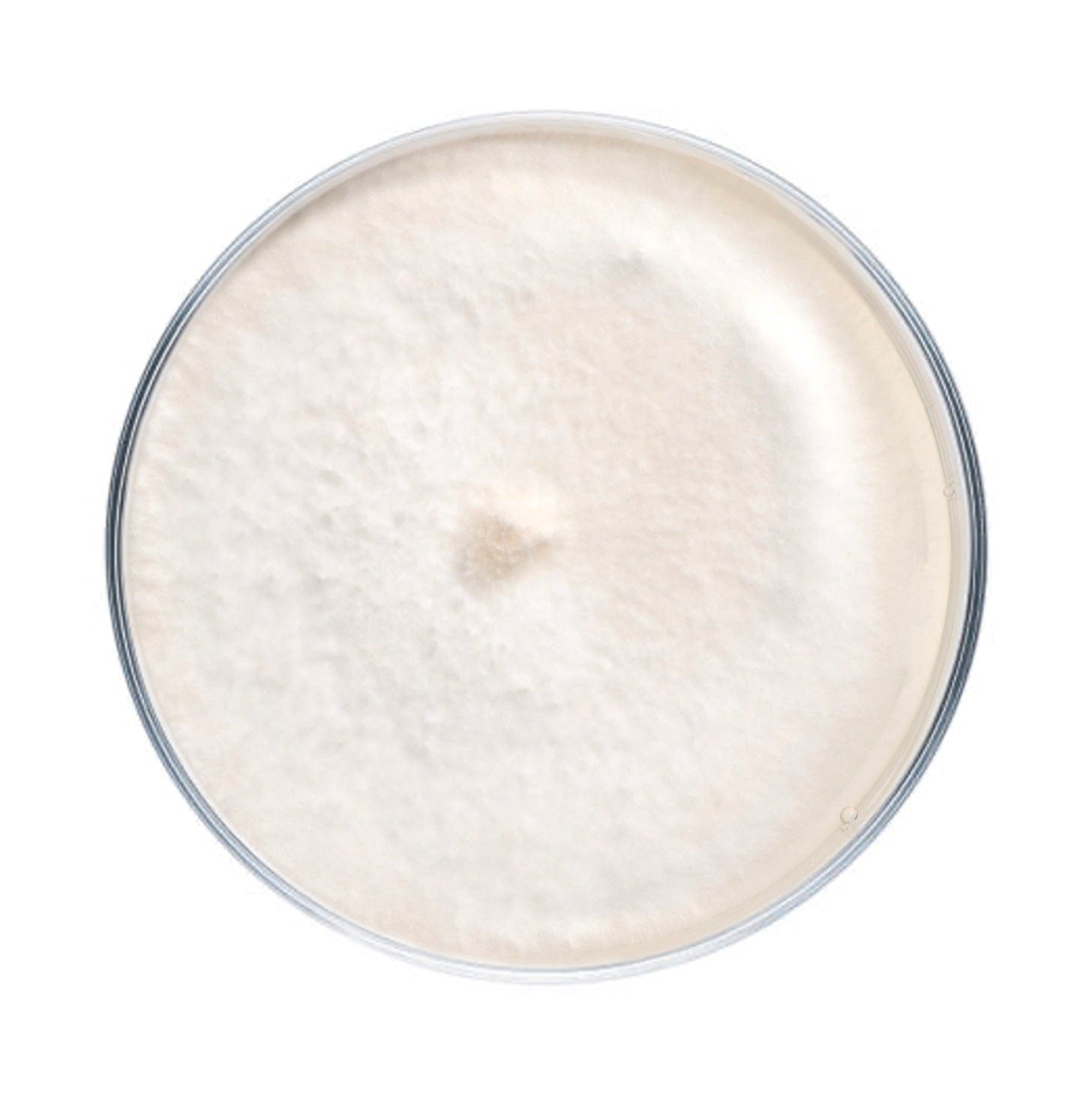 Enoki (Enokitake) Mushroom Culture Plates | North Spore